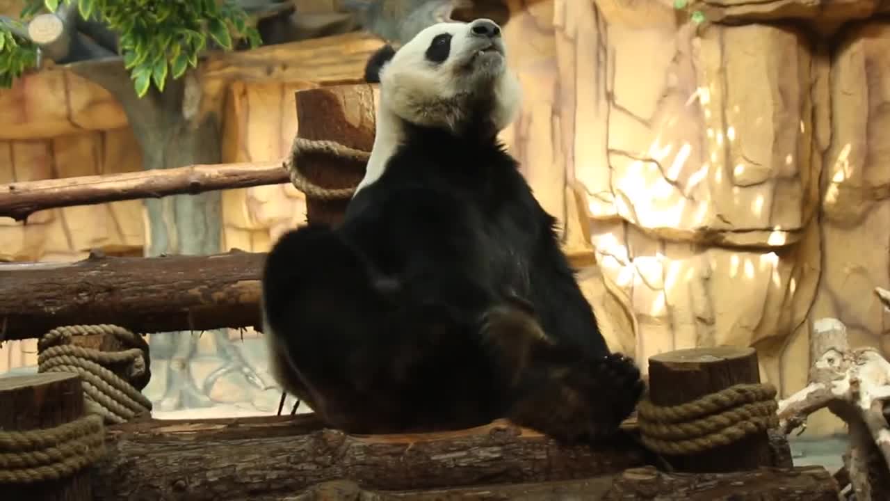 panda