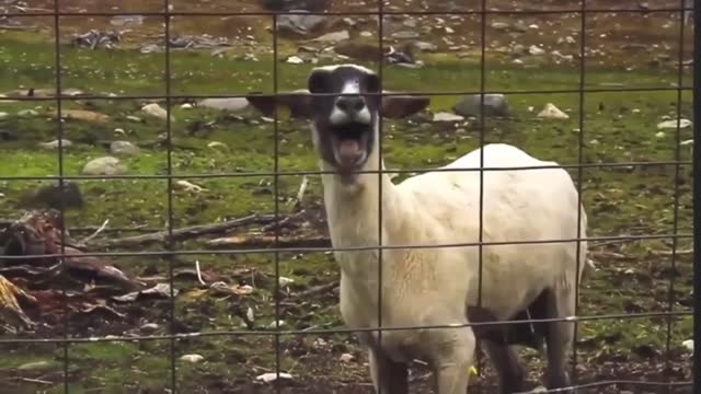 Laugh with the best shots of sheep