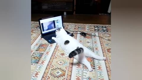 OMG very funny cute cat 🐈😺 video