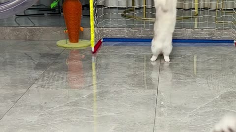 Cat con play with balloons