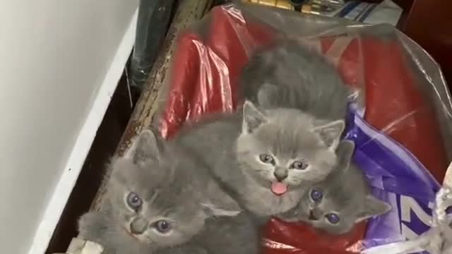 Will you bring home these three cute kittens