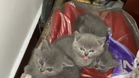 Will you bring home these three cute kittens