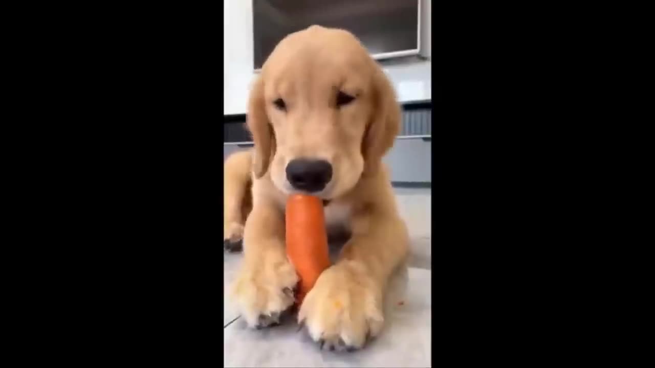 Golden Retriever Puppies That Will Make You Laugh Countless Times