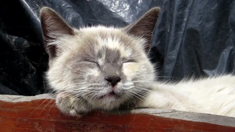 Animal-Cat-Feline-Mascot-Colombia ||❤Animals Lover❤||