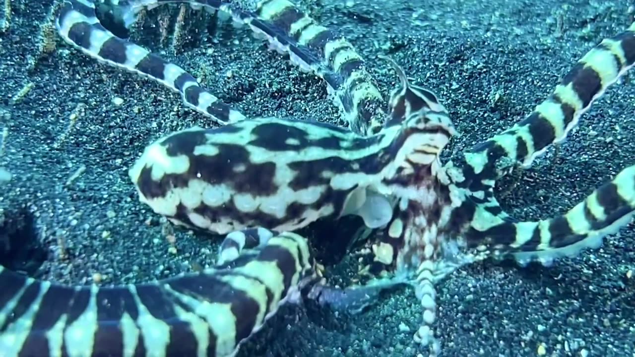 Octopus in Lembeh,