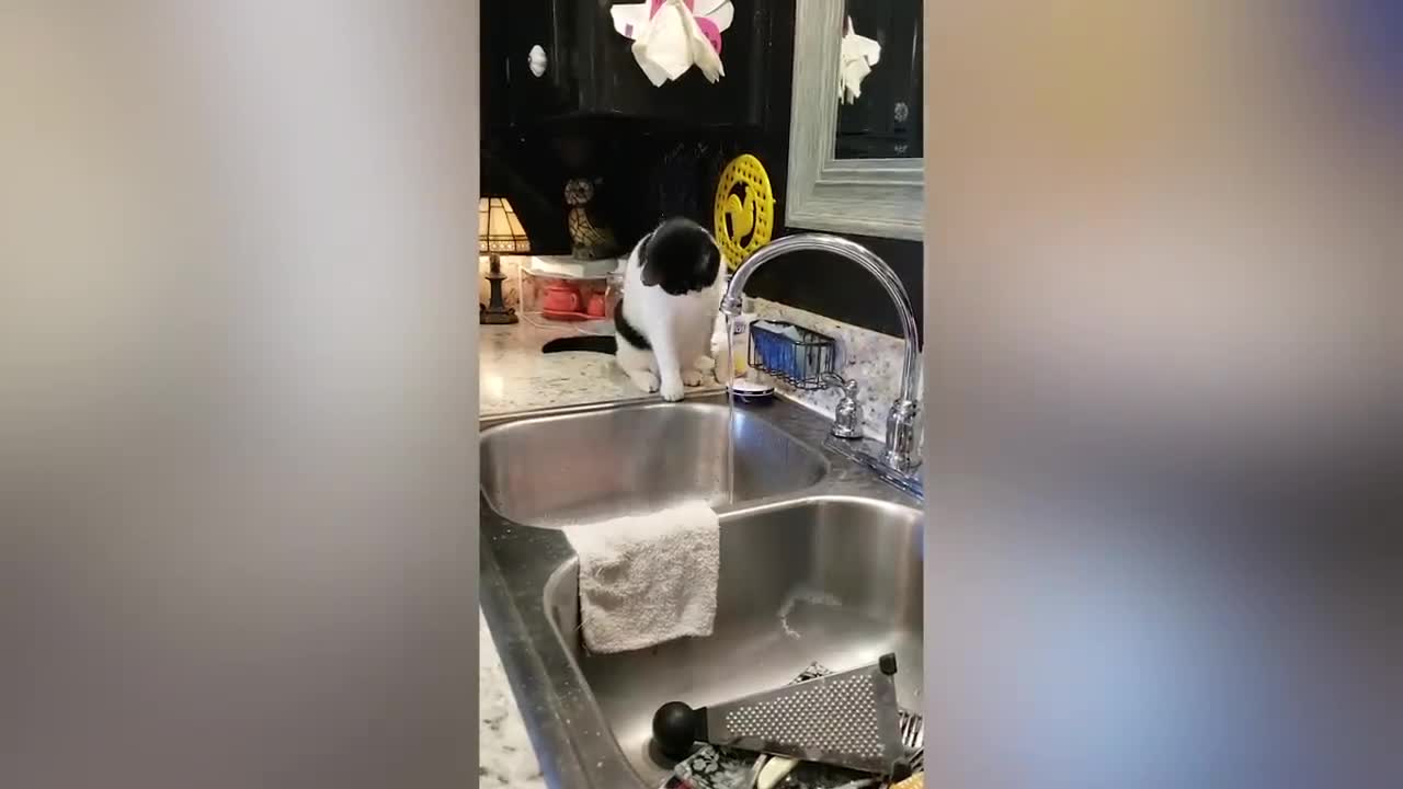 What kind of rabbit is that