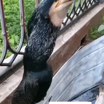 BIRD SLALLOW BIG FISH.mp4