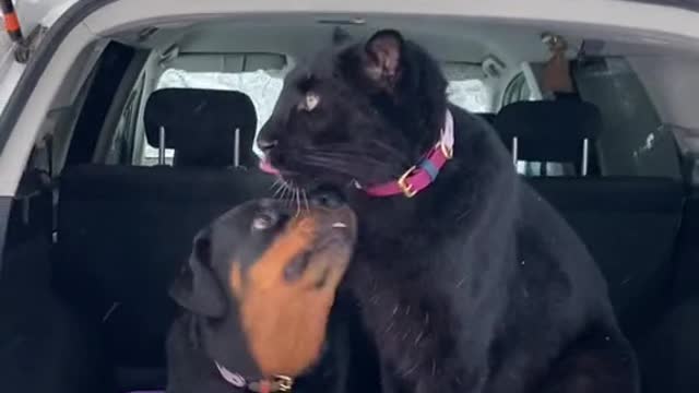 Funny animals