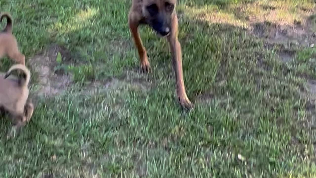 Momma dog gives her steak to her puppies.🥰