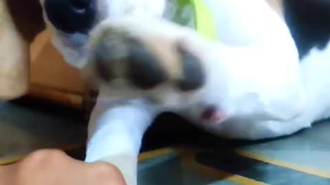 Funny dog videos