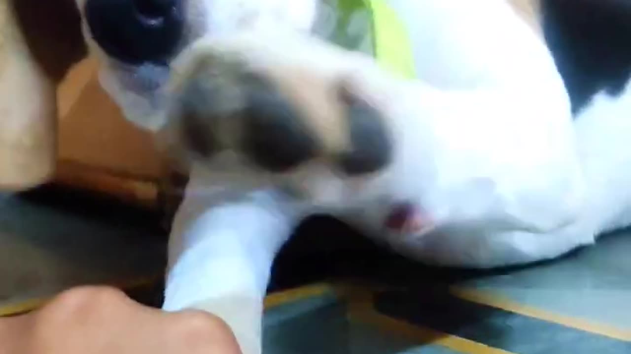 Funny dog videos