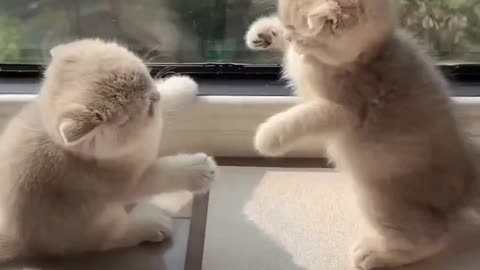 🤣😹mew