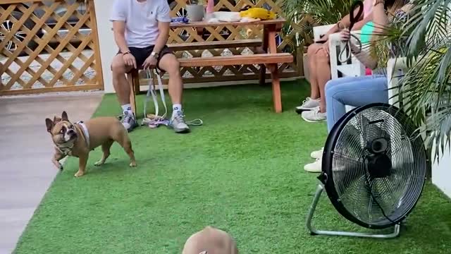 French Bulldogs Bounce Around With Balloon