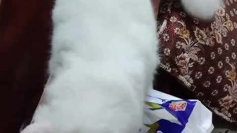 Cute and funny cat video.