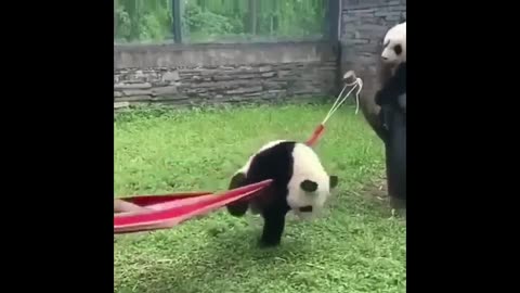 "Pawsitively Adorable: Sweet Moments with Playful Pandas 🐼💕"