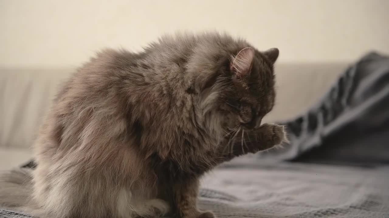 Cute Cat Licking Its Paw