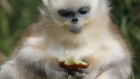 monkeys