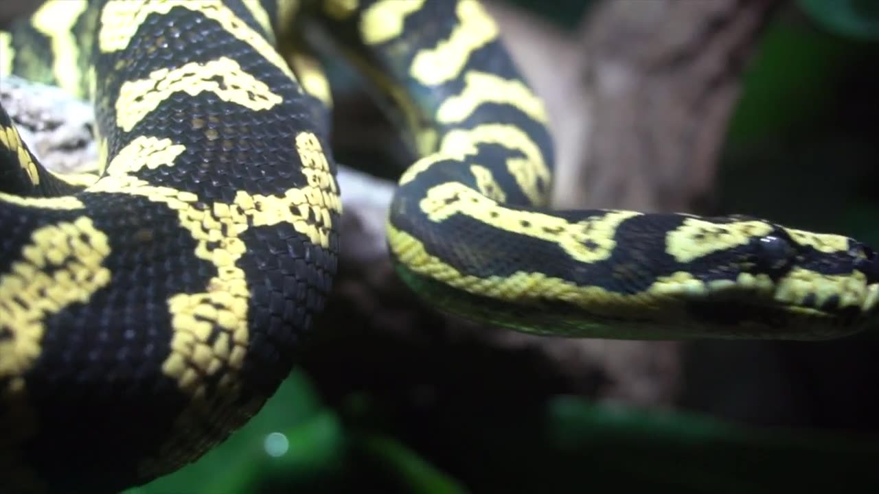 HQ Watch full video of dangerous dragon snake in our nature.