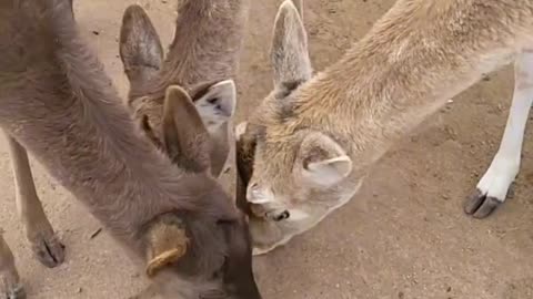 The deer at the Grand Canyon Deer Farm have stolen our Hearts