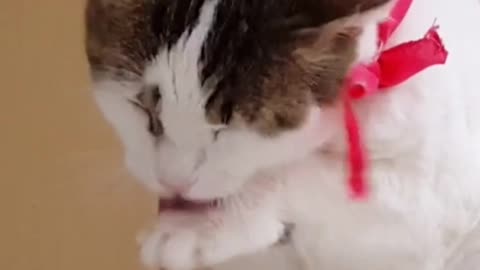 Cat Meowing🌹🐈🐈🌹Cat Sound Cute Cat Videos #shorts #cat #cats #dog #puppy #catlover #catfunnyshorts