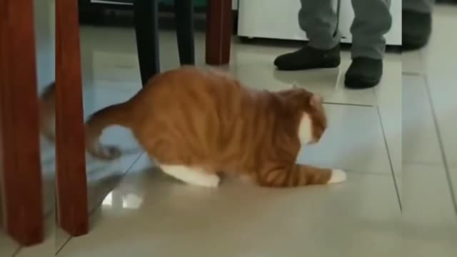 Cute pet funny video