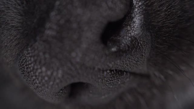 Labrador Retriever puppy macro close up of his nose