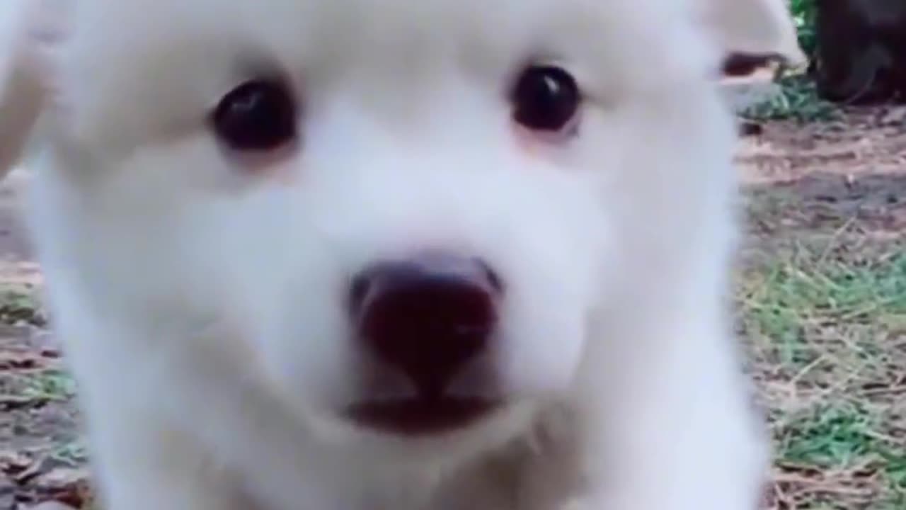 Funny Pets Moment #16