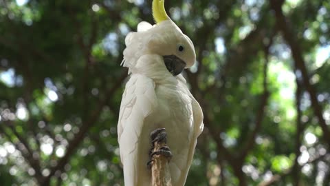 Encounter with a Rare and Unique Parrot in the Forest