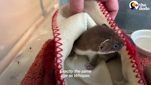 Tiny Baby Stoat Has The Best Reaction When She Meets Someone Like Her