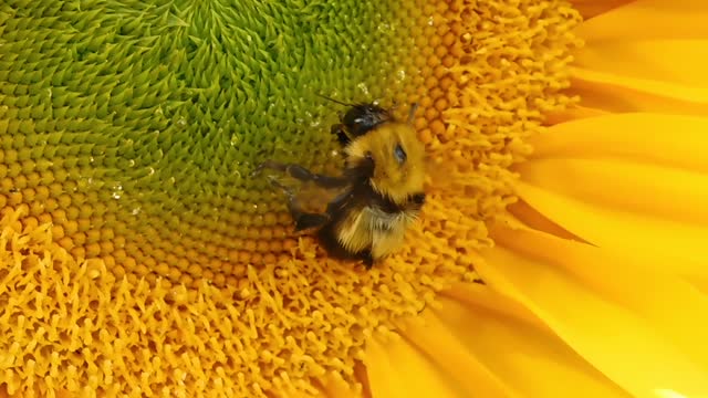 Have you seen bees draw nectar from flower?