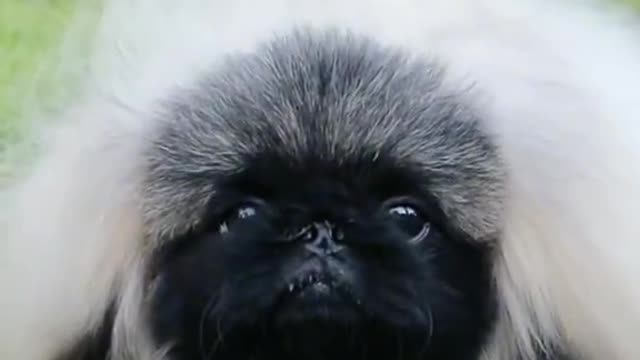 looks like a pekingese. I used to have one. So cute!! 😂