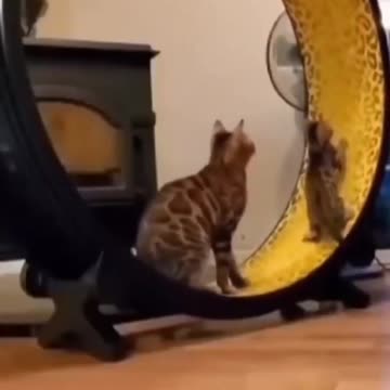 Cutest Cat Best Cute Cat Video 2022