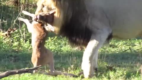 0:49 / 1:37 Male lion chases wildebeest calf into his pride