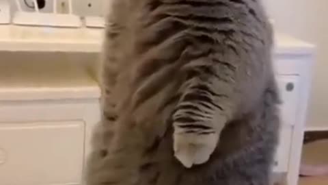 Funny Cat Dancing Video Try Not Laugh in 2021