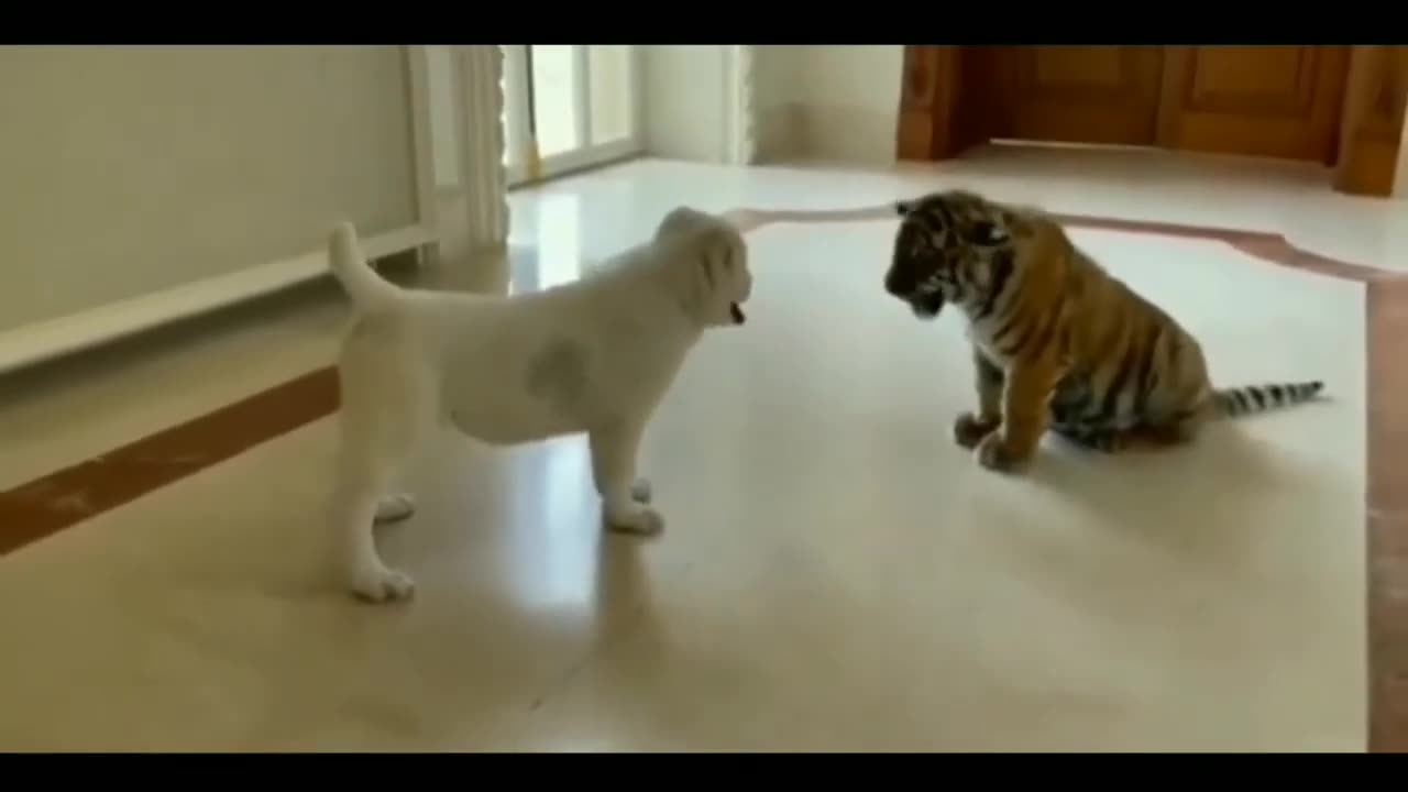 Animal comedy fight