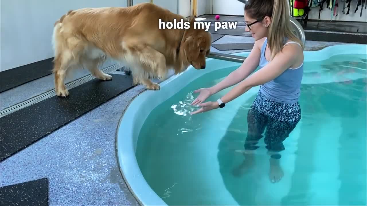 My Dog Rents a Swimming Pool