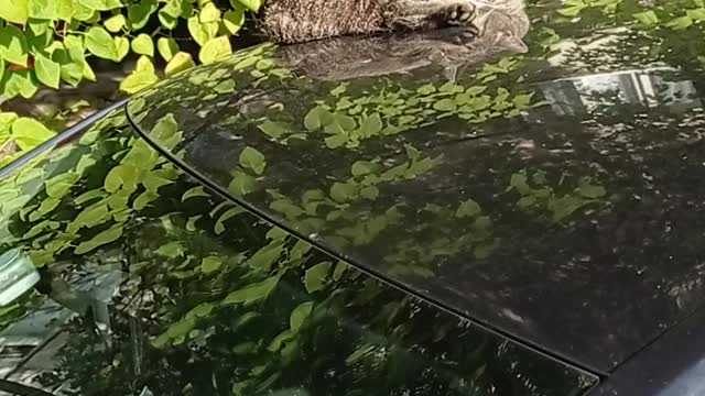 the cat likes to sleep on the roof of a Volkswagen