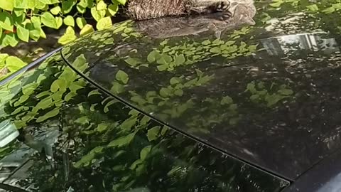 the cat likes to sleep on the roof of a Volkswagen