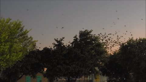 Purple Martins