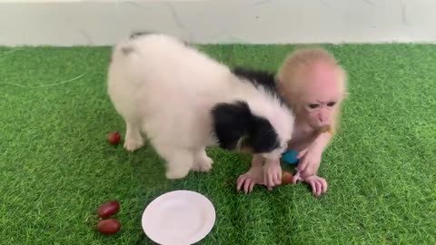 Baby monkey BeBe playing at the pool with puppy and eat fruit so cute