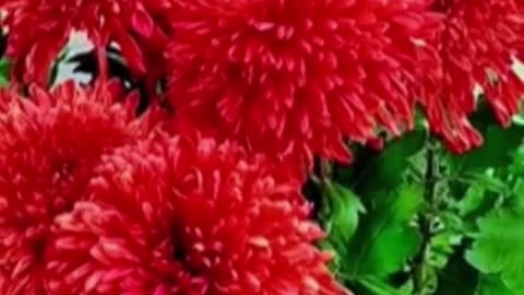 RED MUMS