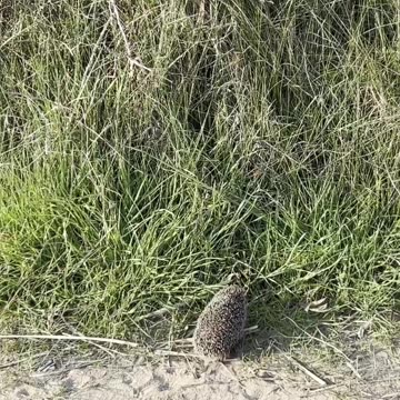 LITTLE CUTE HEDGEHOG😍
