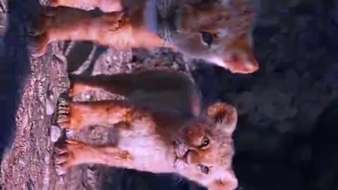Sher ke bacchon ne kiya samna