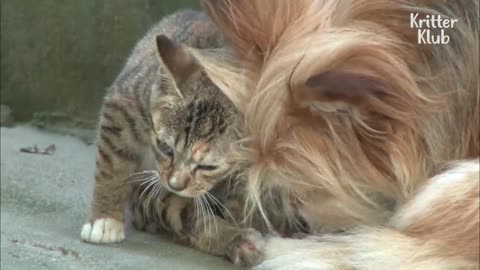 For A Stray Kitten With Disabled Legs, Dog Becomes Her Legs | Animal in Crisis EP274