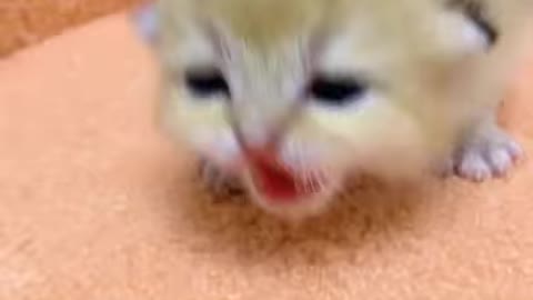 cute little kittens #4