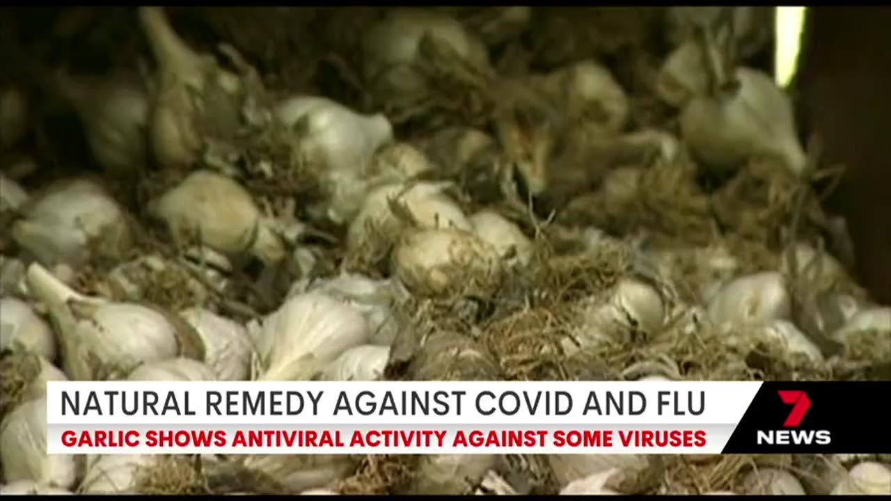 AU: Not To Be Out Done By Ivermectin Studies On COVID... Garlic, The Virus Killer