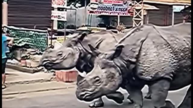 How did these two rhinos end up in the street?
