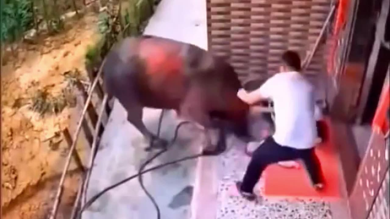 BULL OUT OF CONTROL ATTACKS WOMAN WITH HER BABY😢😢😢😢