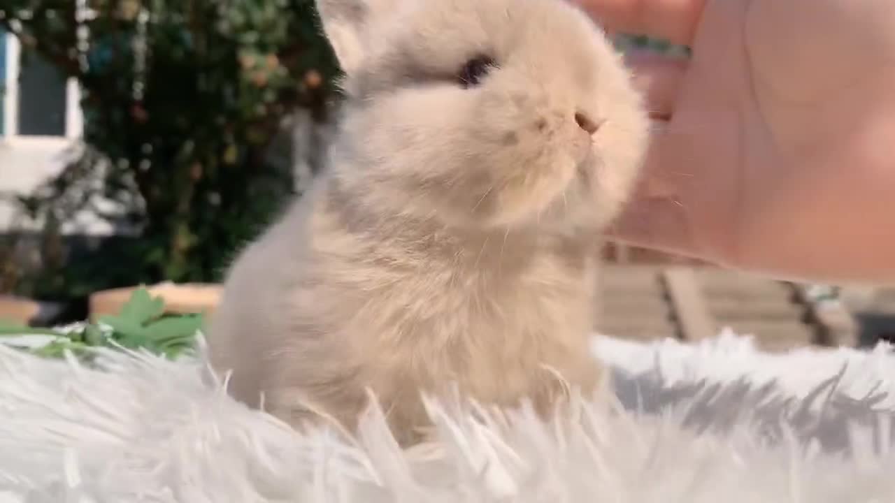 The rabbit rabbit is too cute!