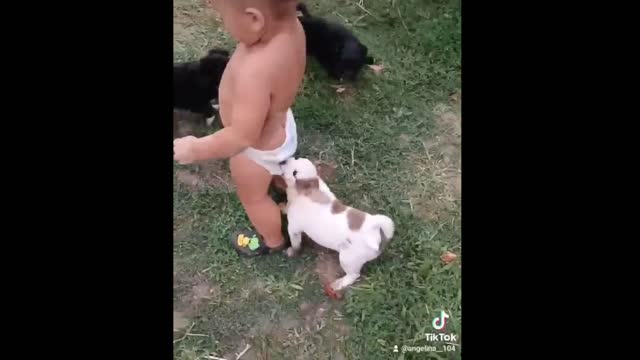 Husky Attempts To Looks Tough For Baby, But Rolls Over In Happiness When Baby Pets Him